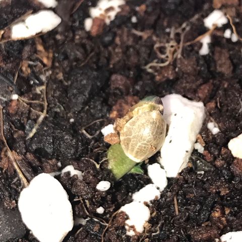 White Runtz  #2 growlog timeline photo