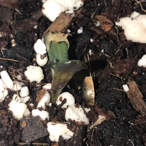 White Runtz  #1 growlog timeline photo