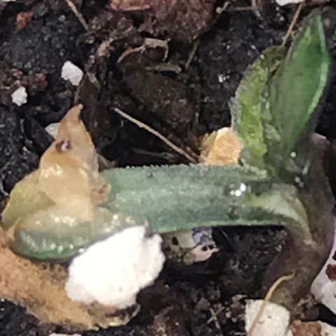 White Runtz  #1 growlog timeline photo