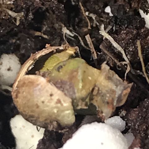 White Runtz  #3 growlog timeline photo