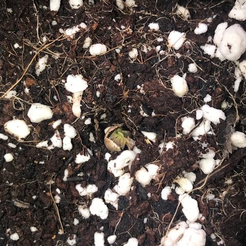 White Runtz  #3 growlog timeline photo