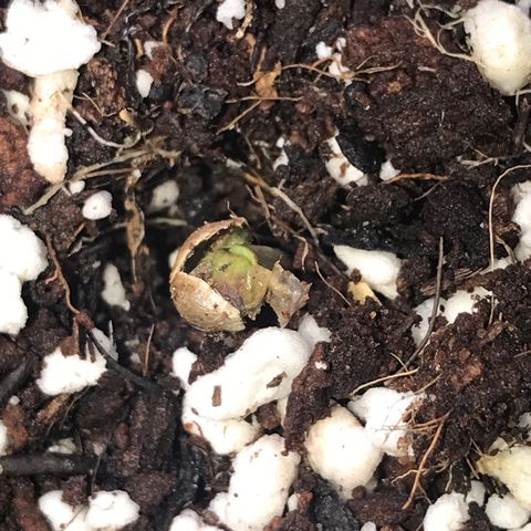 White Runtz  #3 growlog timeline photo