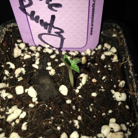 White Runtz  #2 growlog timeline photo
