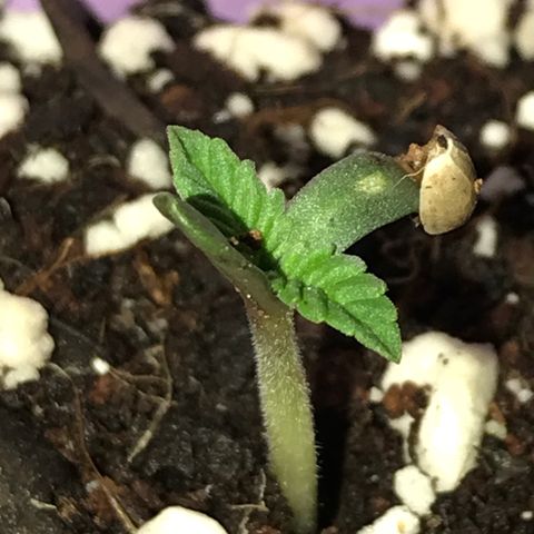 White Runtz  #2 growlog timeline photo