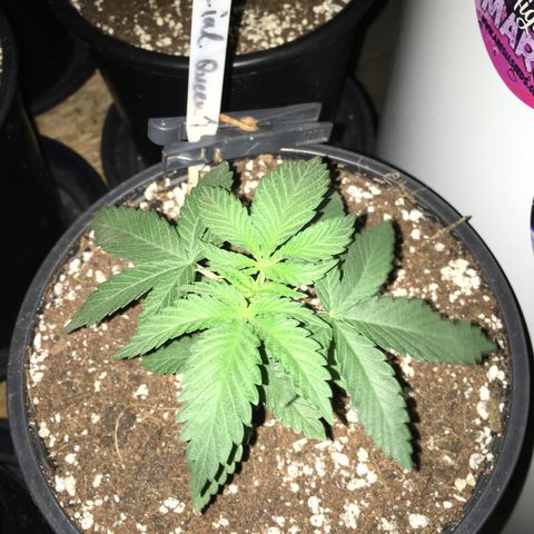 Special Queen #1 growlog timeline photo