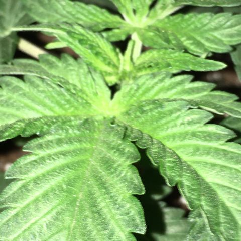 Special Queen #1 growlog timeline photo