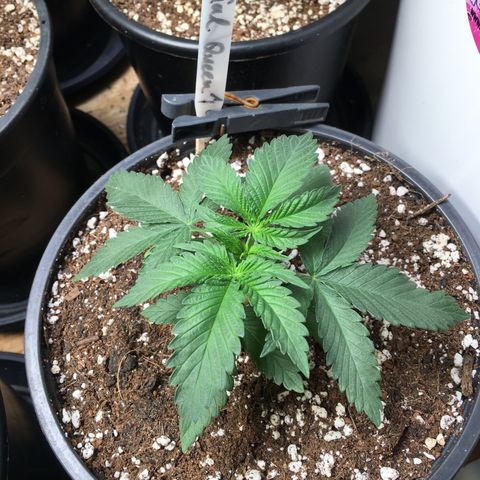 Special Queen #1 growlog timeline photo