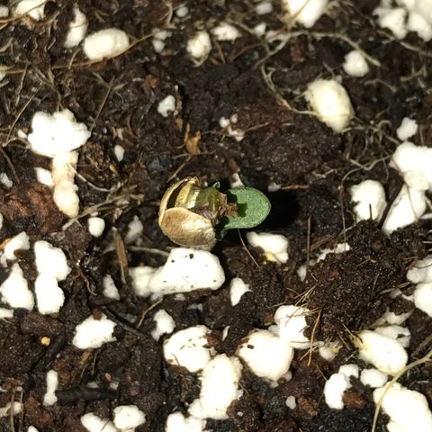 White Runtz  #3 growlog timeline photo