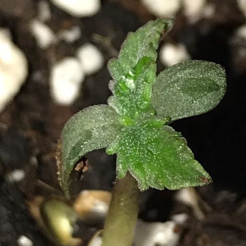 White Runtz  #1 growlog timeline photo