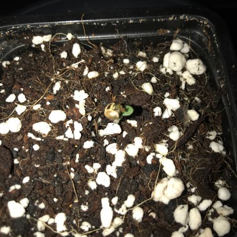 White Runtz  #3 growlog timeline photo