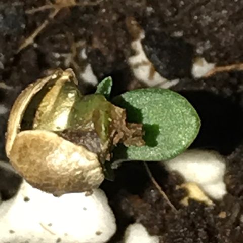 White Runtz  #3 growlog timeline photo