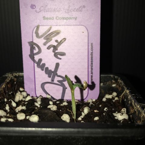 White Runtz  #2 growlog timeline photo