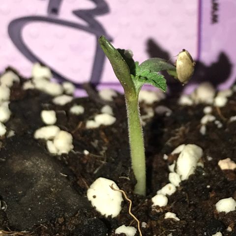 White Runtz  #2 growlog timeline photo