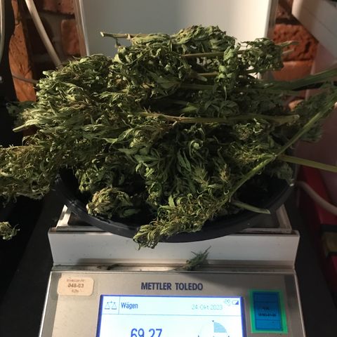 Hollands Hope  #1 growlog timeline photo