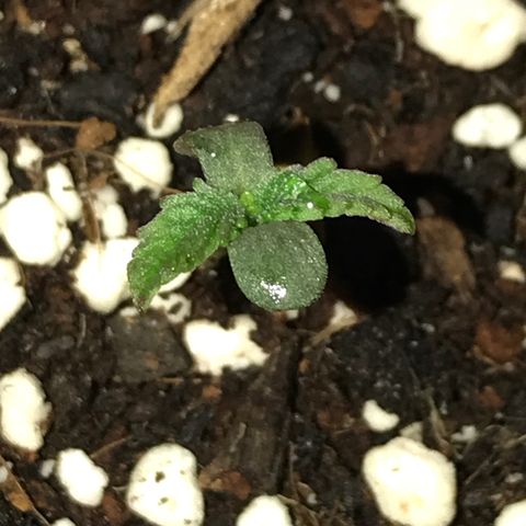 White Runtz  #1 growlog timeline photo