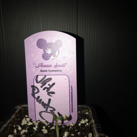 White Runtz  #2 growlog timeline photo