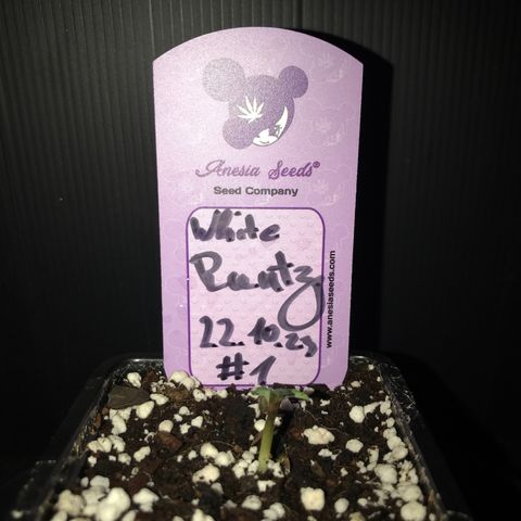 White Runtz  #1 growlog timeline photo