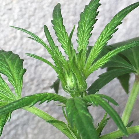 Purple Haze #1 growlog timeline photo