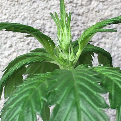 Purple Haze #1 growlog timeline photo