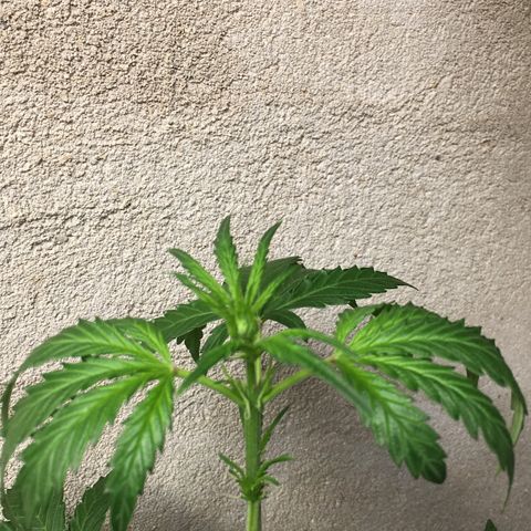 Purple Haze #1 growlog timeline photo