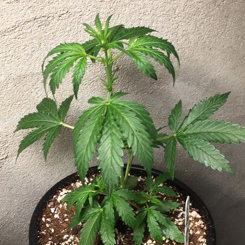 Purple Haze #1 growlog timeline photo