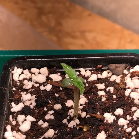 White Runtz  #1 growlog timeline photo