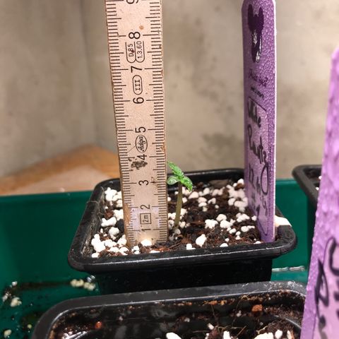 White Runtz  #1 growlog timeline photo