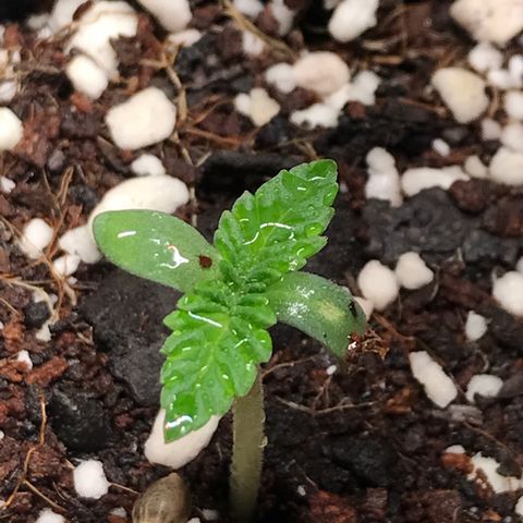White Runtz  #2 growlog timeline photo