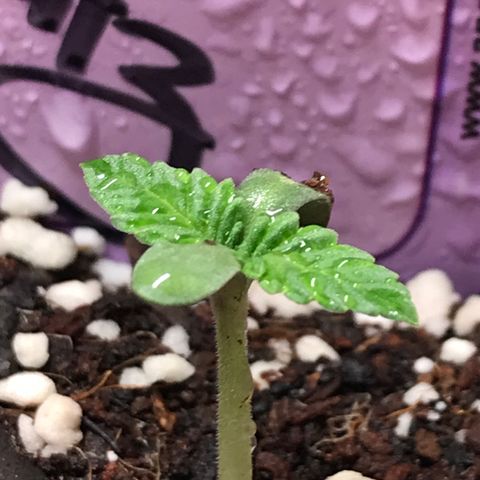 White Runtz  #2 growlog timeline photo