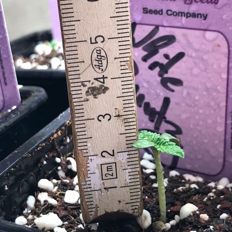 White Runtz  #2 growlog timeline photo