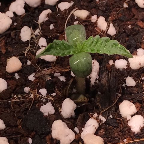 White Runtz  #3 growlog timeline photo