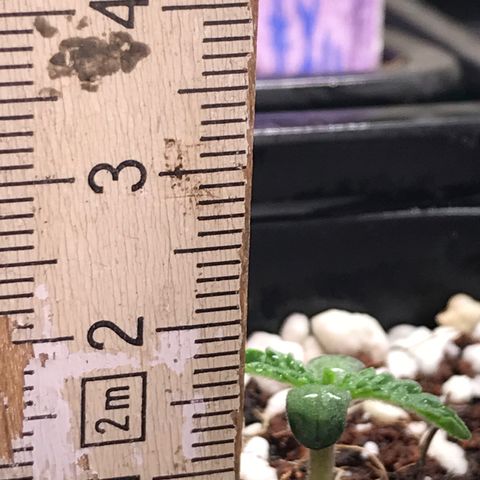 White Runtz  #3 growlog timeline photo
