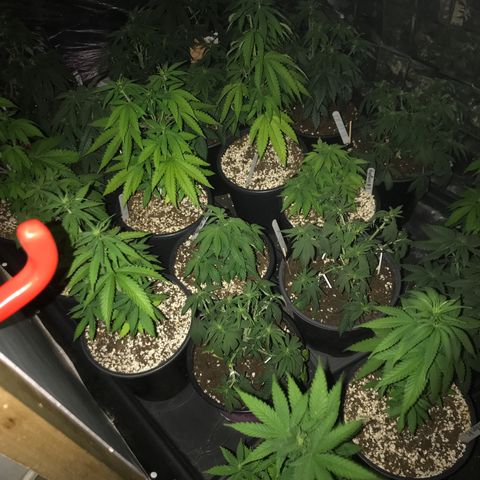 Do- Si- Dos #3 growlog timeline photo