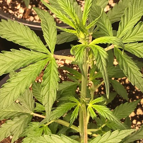 Purple Haze #4 growlog timeline photo