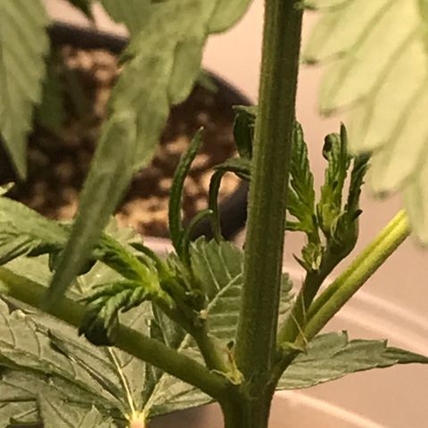 Purple Haze #1 growlog timeline photo