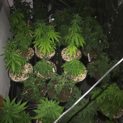 Do- Si- Dos #3 growlog timeline photo