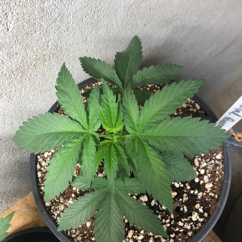 Special Queen #1 growlog timeline photo