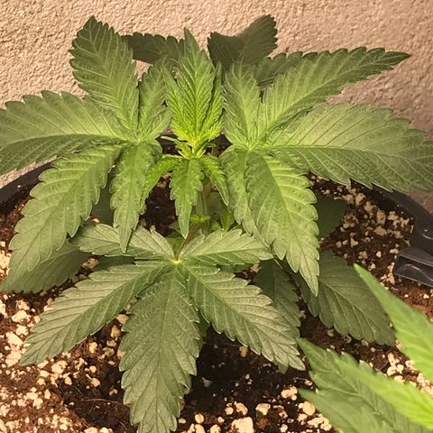 Special Queen #1 growlog timeline photo