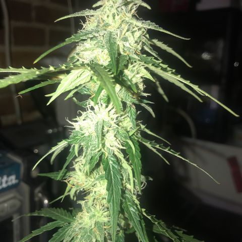 Titan F1 #1 growlog timeline photo