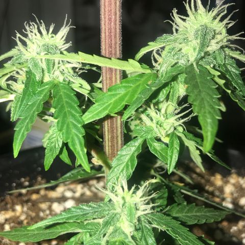 Titan F1 #1 growlog timeline photo