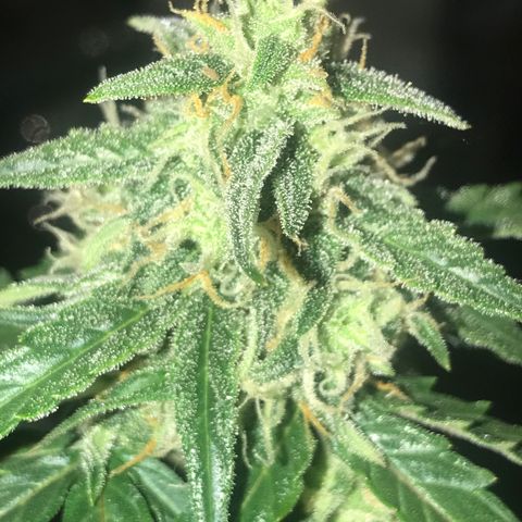 Titan F1 #1 growlog timeline photo
