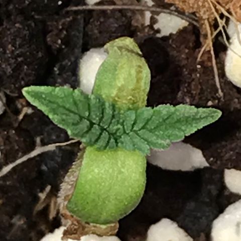 White Runtz  #4 growlog timeline photo