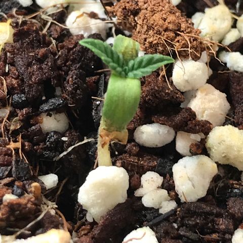 White Runtz  #4 growlog timeline photo