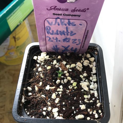 White Runtz  #4 growlog timeline photo