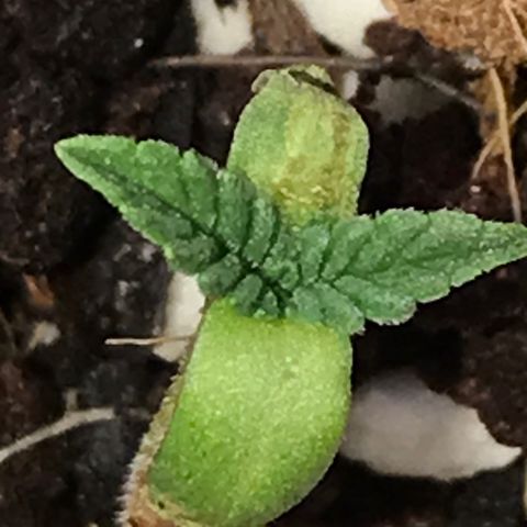 White Runtz  #4 growlog timeline photo