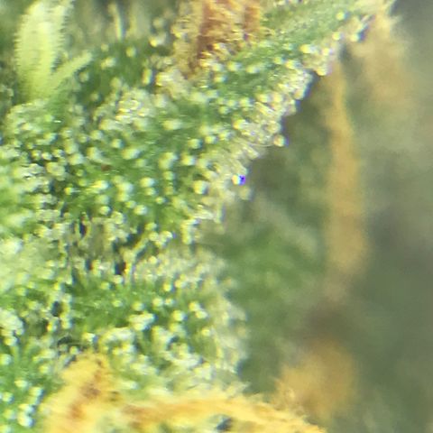 Titan F1 #1 growlog timeline photo