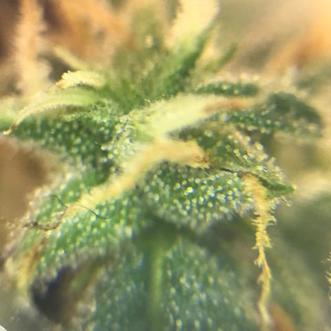 Titan F1 #1 growlog timeline photo