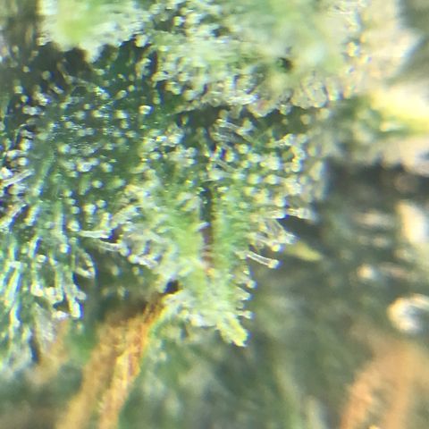 Titan F1 #1 growlog timeline photo