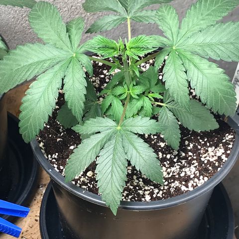 Special Queen #1 growlog timeline photo