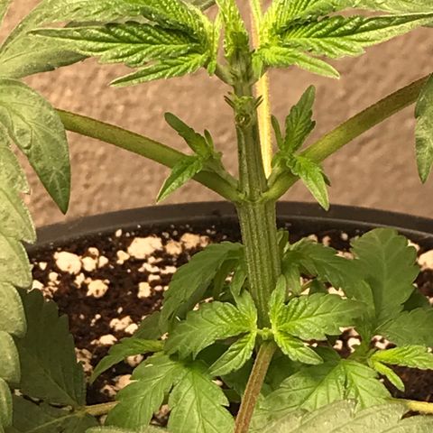 Special Queen #1 growlog timeline photo